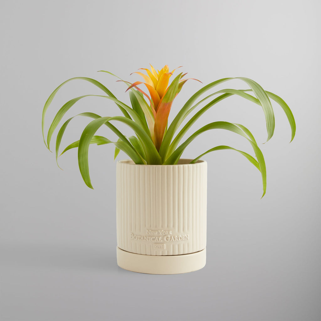 Kith for New York Botanical Garden Planter - Sandrift