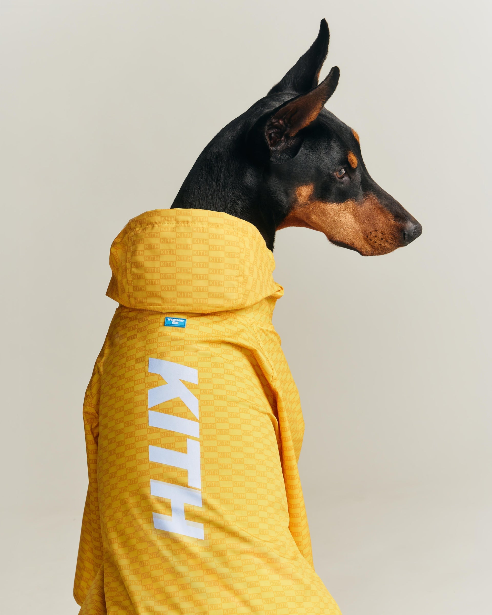 Kith for wagwear