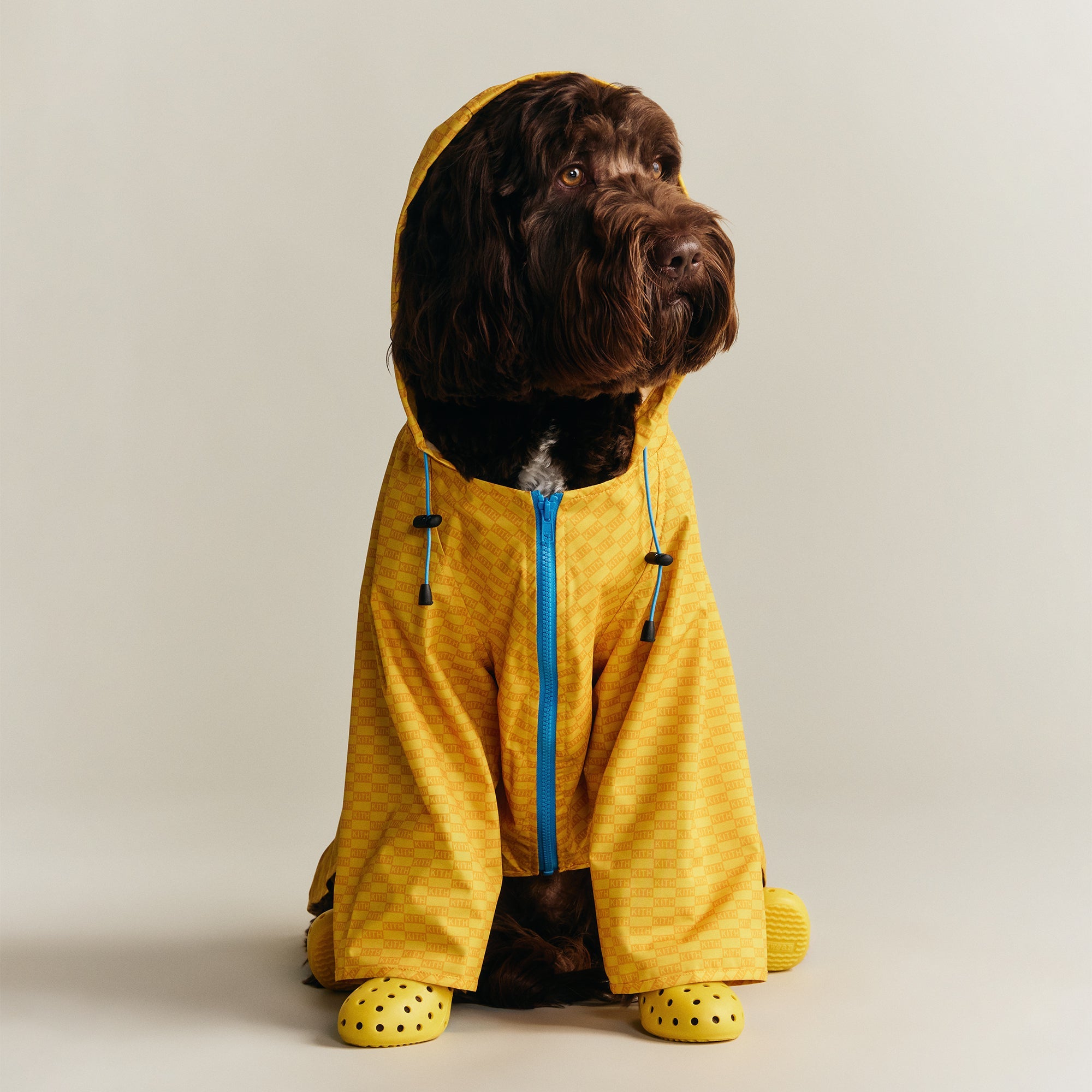 Kith for wagwear – Kith Europe