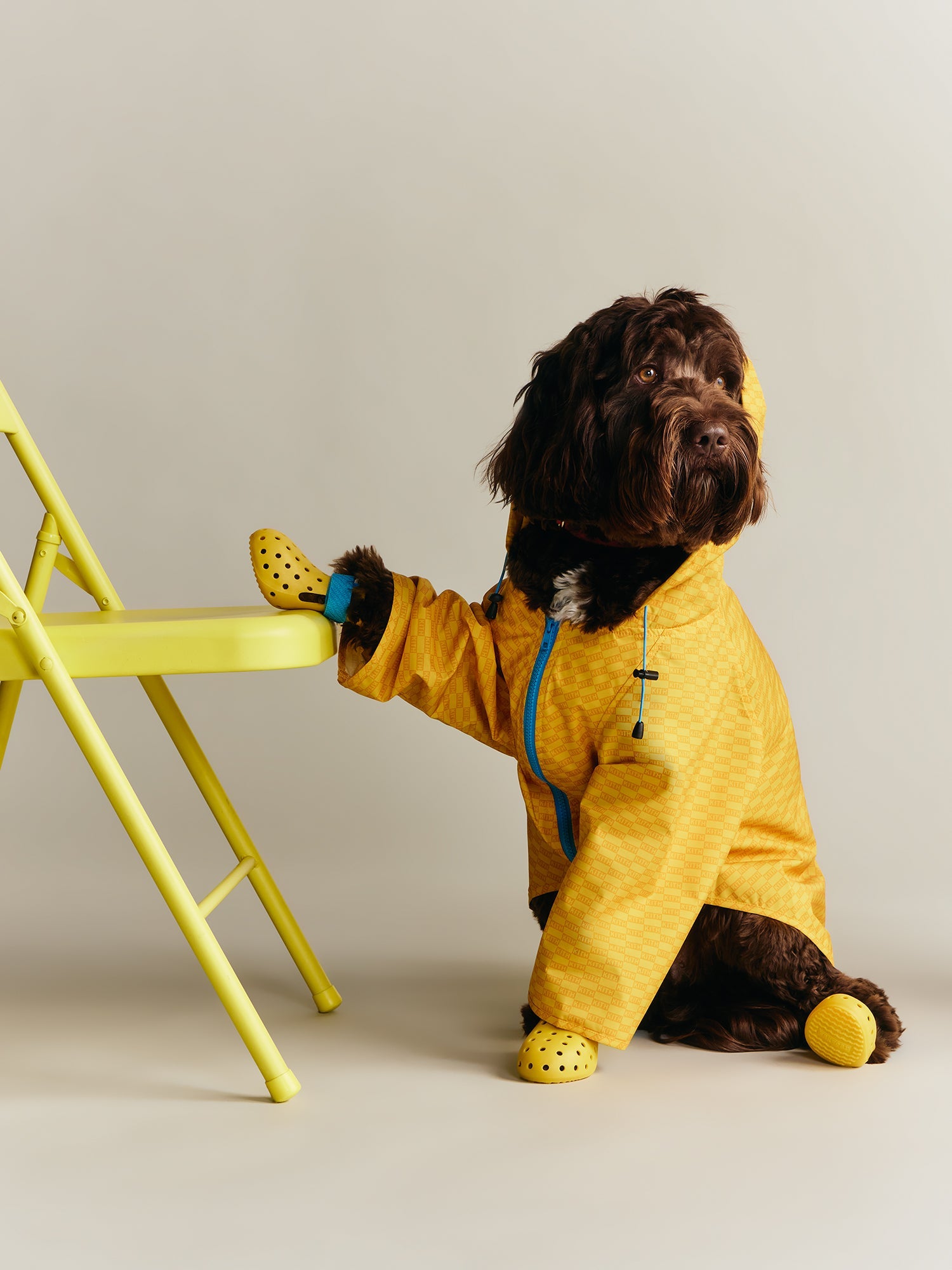 Kith for wagwear – Kith Europe