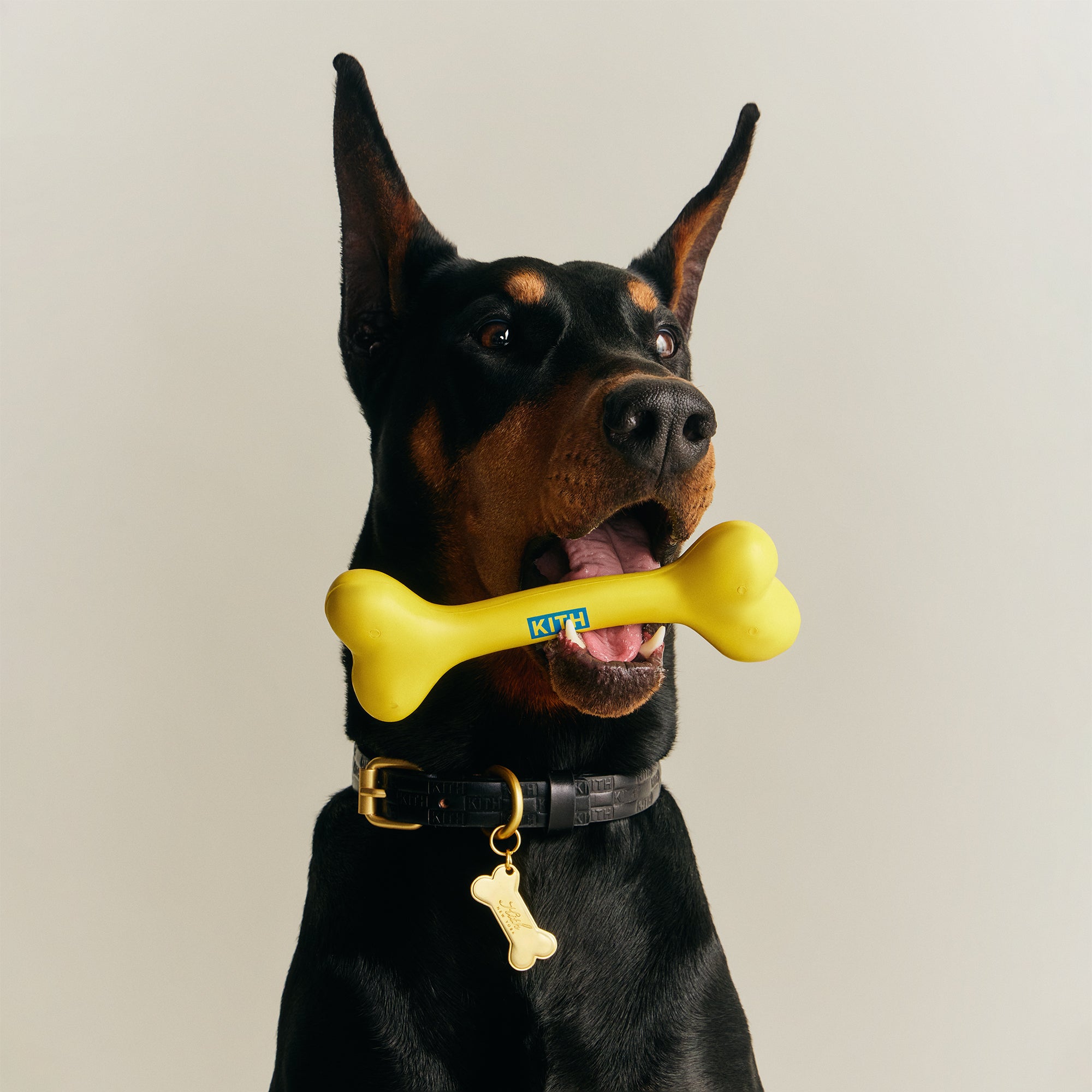 Kith for wagwear Bone - Yellow – Kith Europe