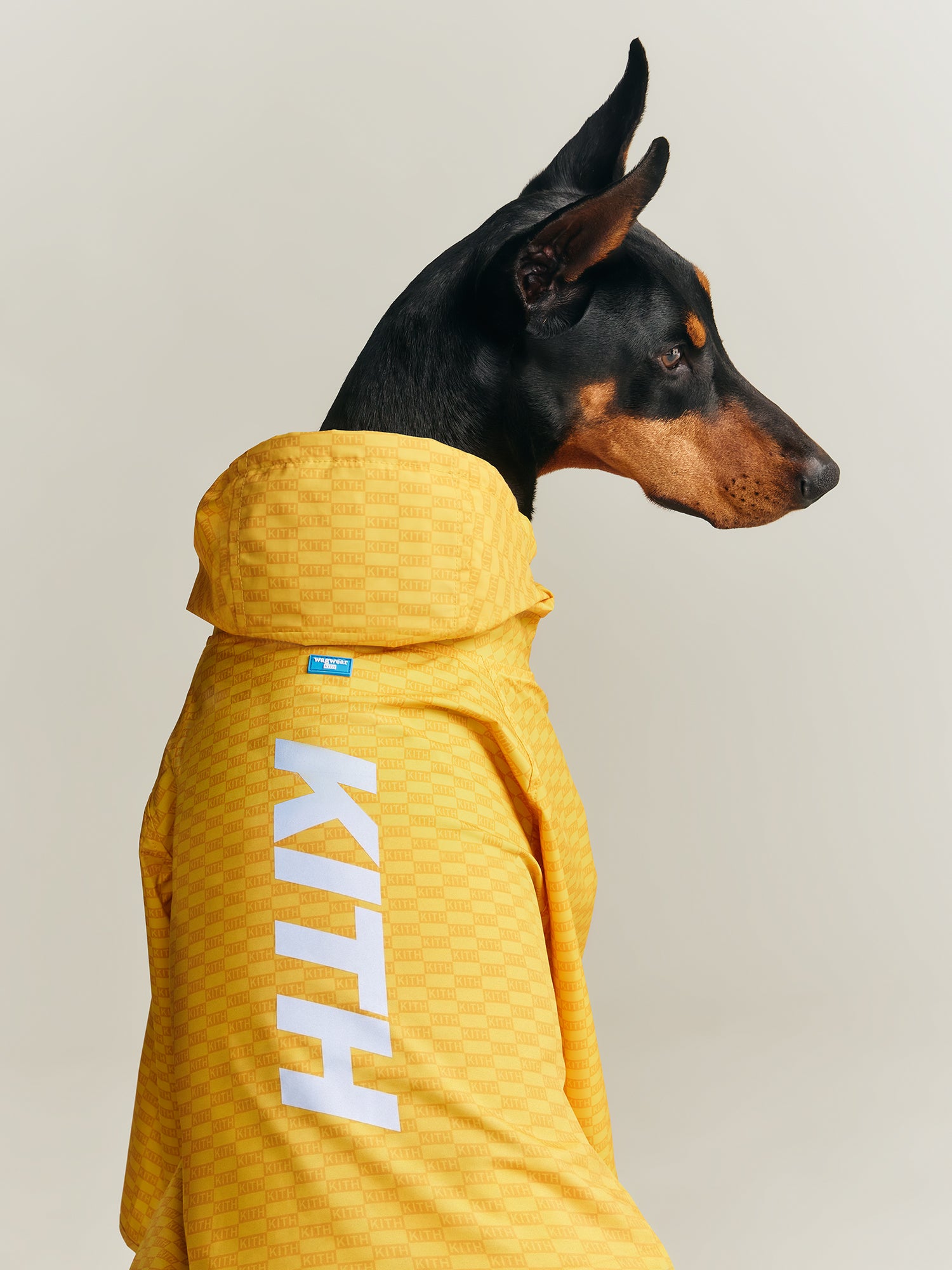 Kith for wagwear – Kith Europe