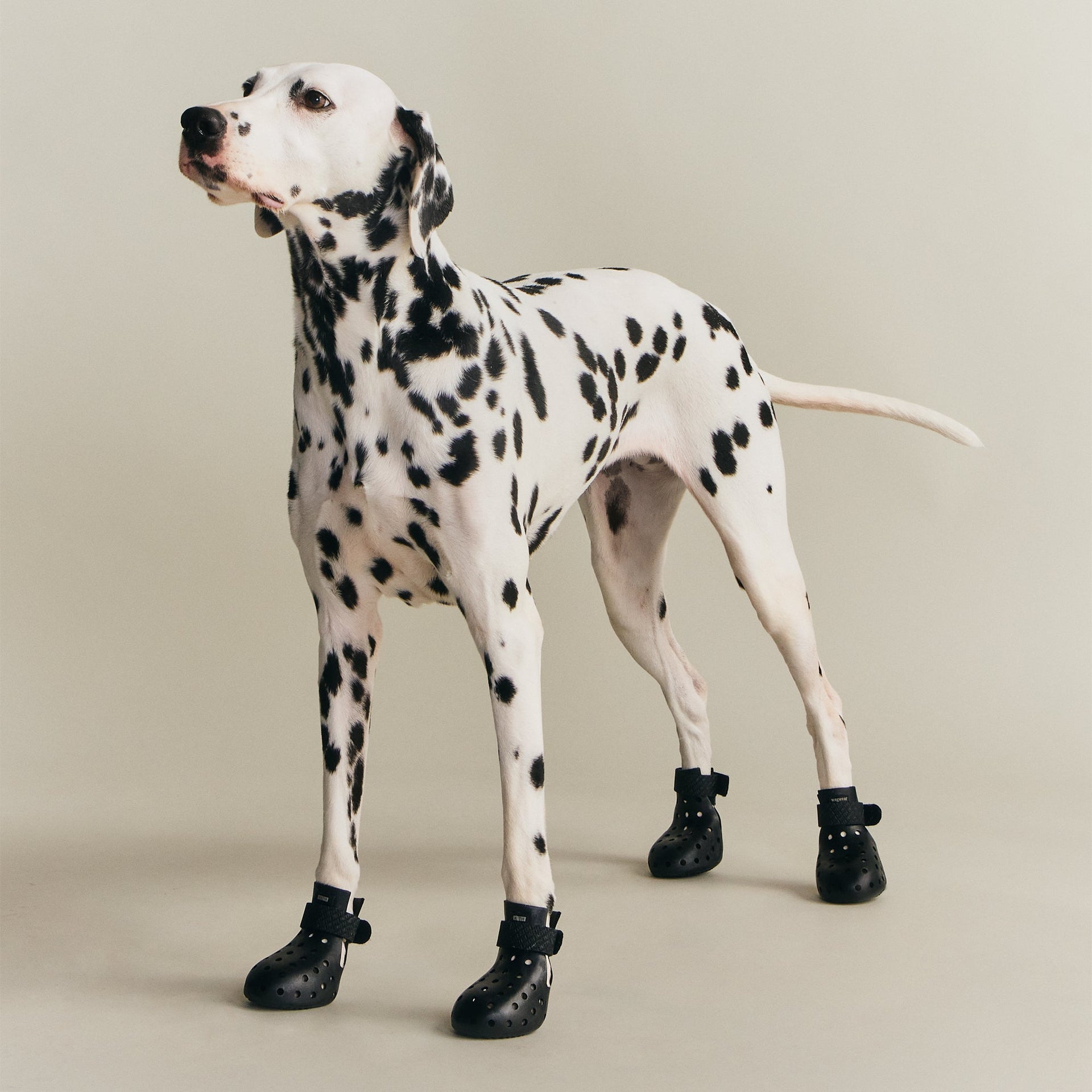 Kith for wagwear WagWellies Mojave - Black
