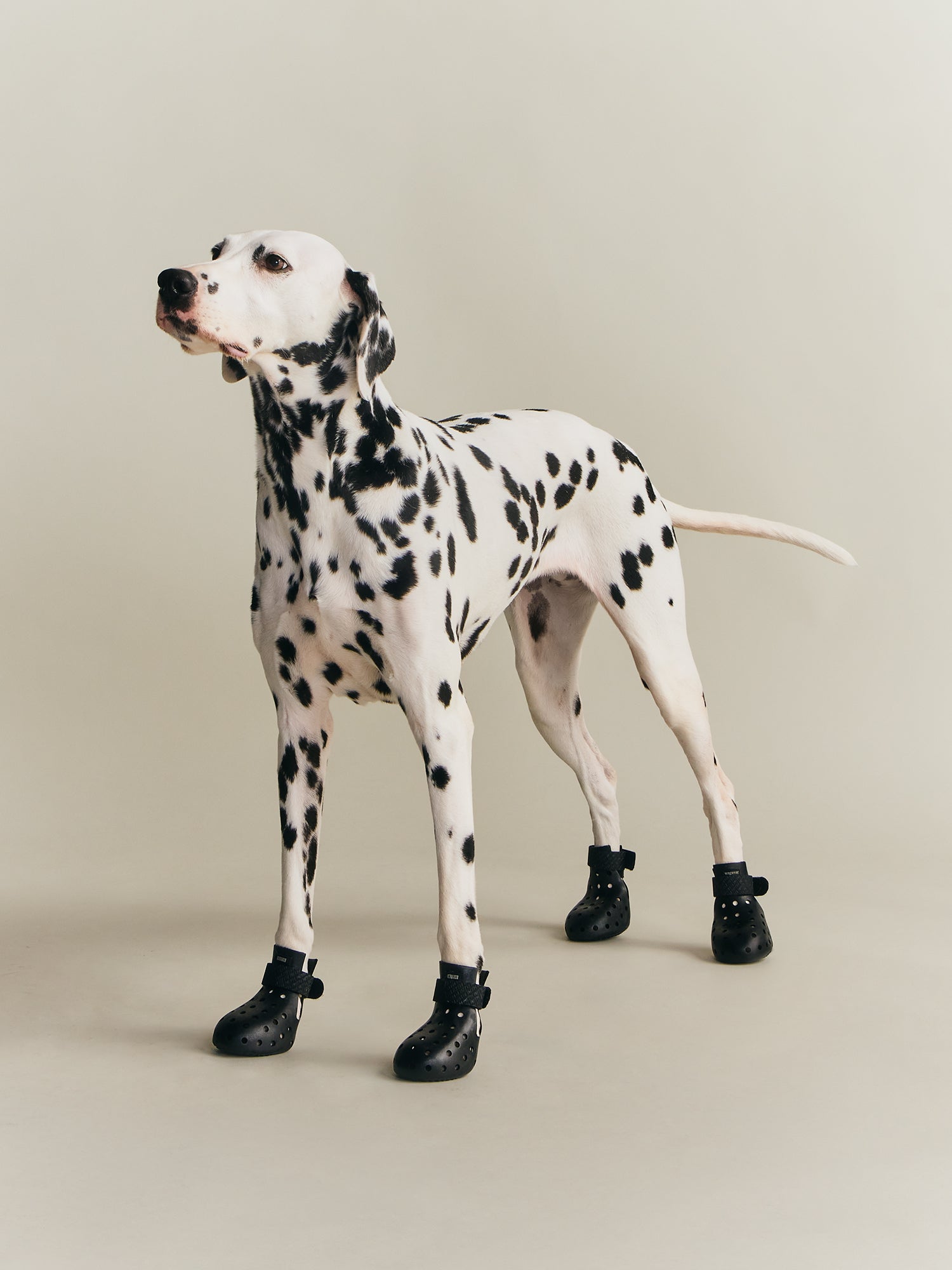 Kith for wagwear – Kith Europe