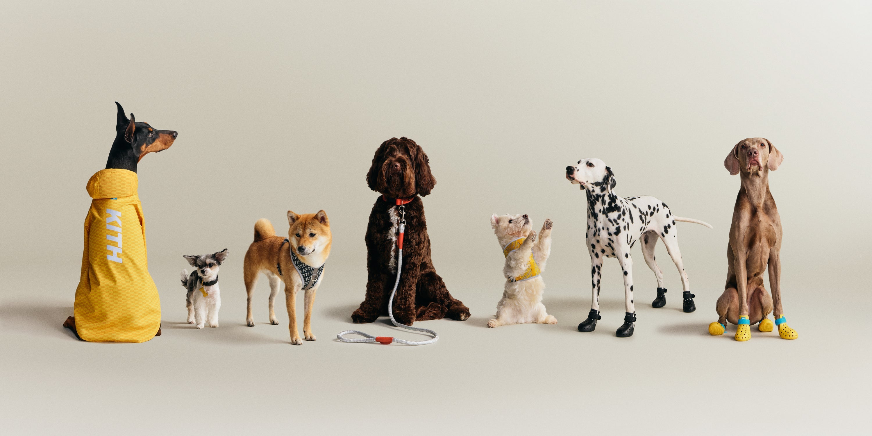 Kith for wagwear – Kith Europe